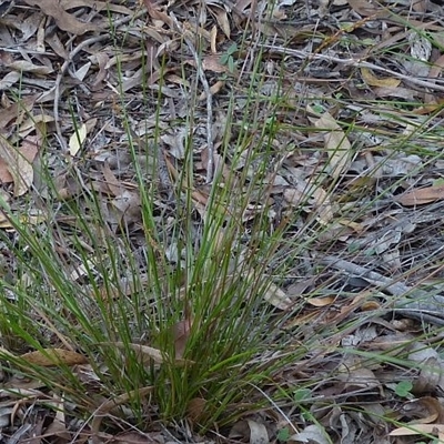 Lepidosperma gunnii