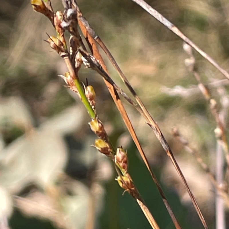 Lepidosperma gunnii