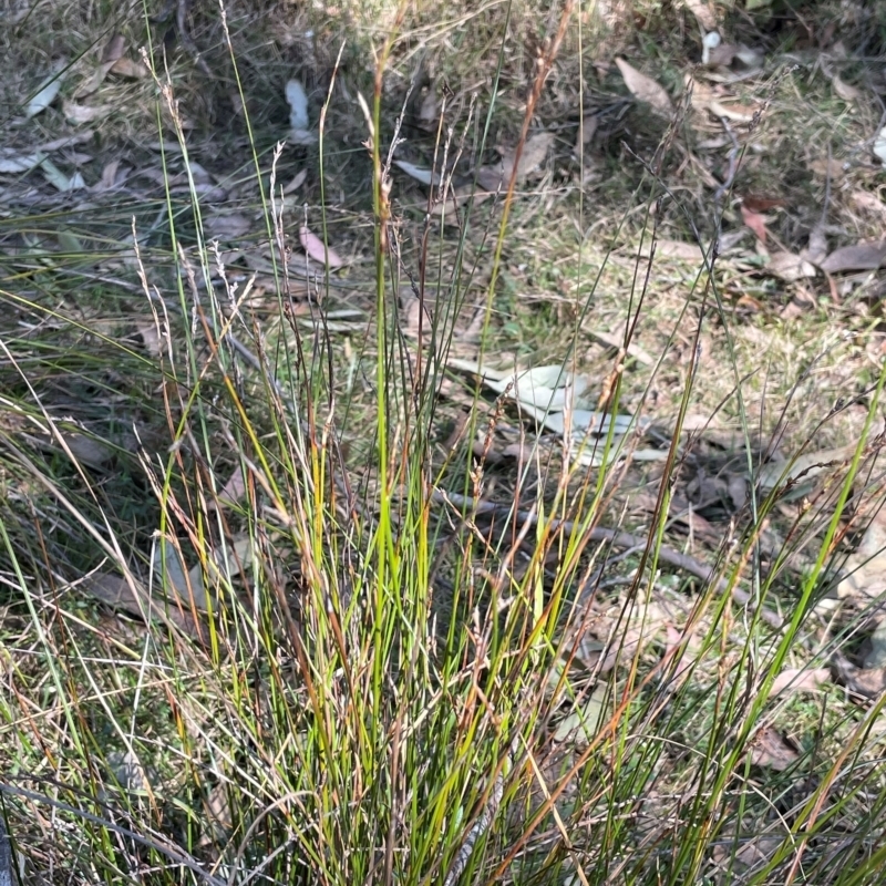 Lepidosperma gunnii