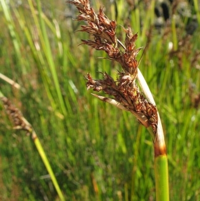 Lepidosperma latens