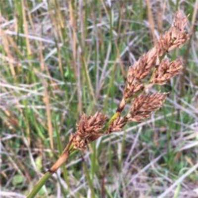 Lepidosperma longitudinale