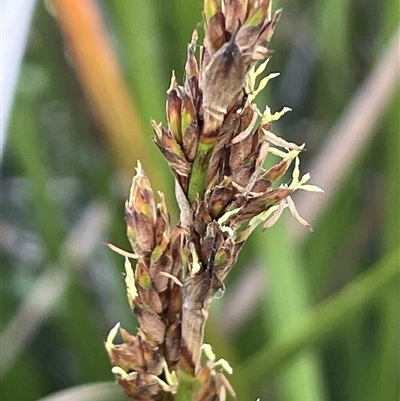 Lepidosperma longitudinale