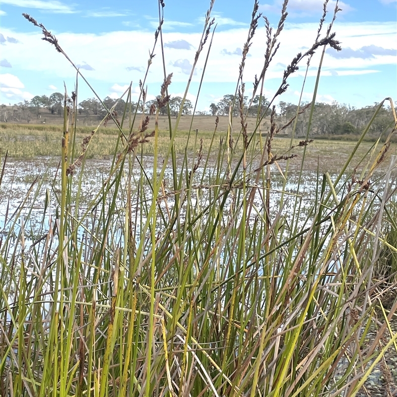Lepidosperma longitudinale