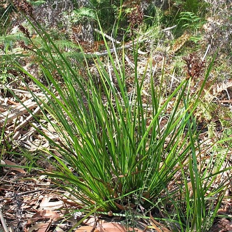 Lepidosperma sieberi