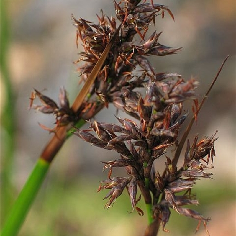 Lepidosperma sieberi