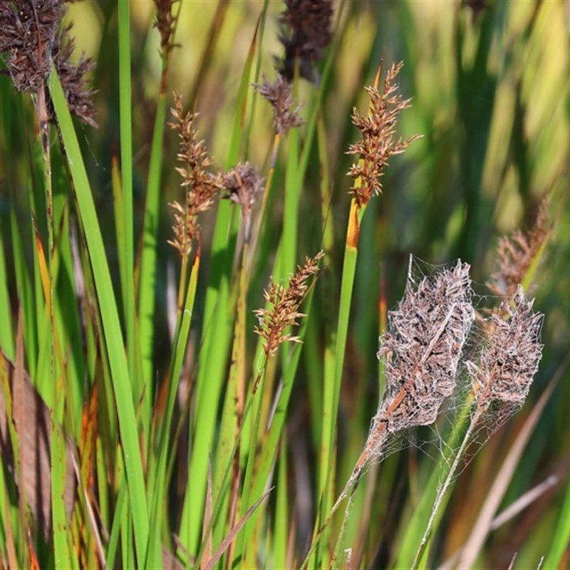Lepidosperma sieberi