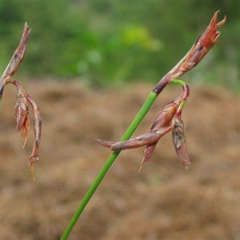 Lepidosperma tortuosum