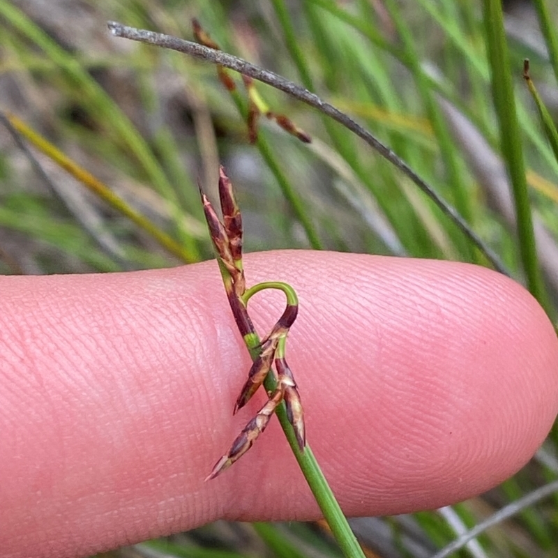 Lepidosperma tortuosum