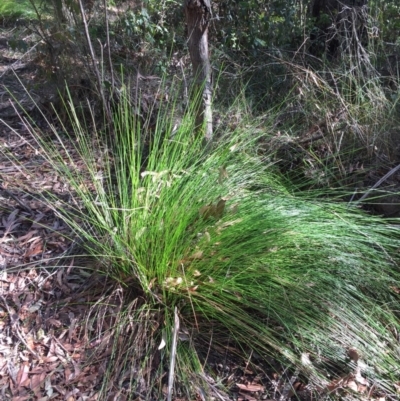 Lepidosperma urophorum