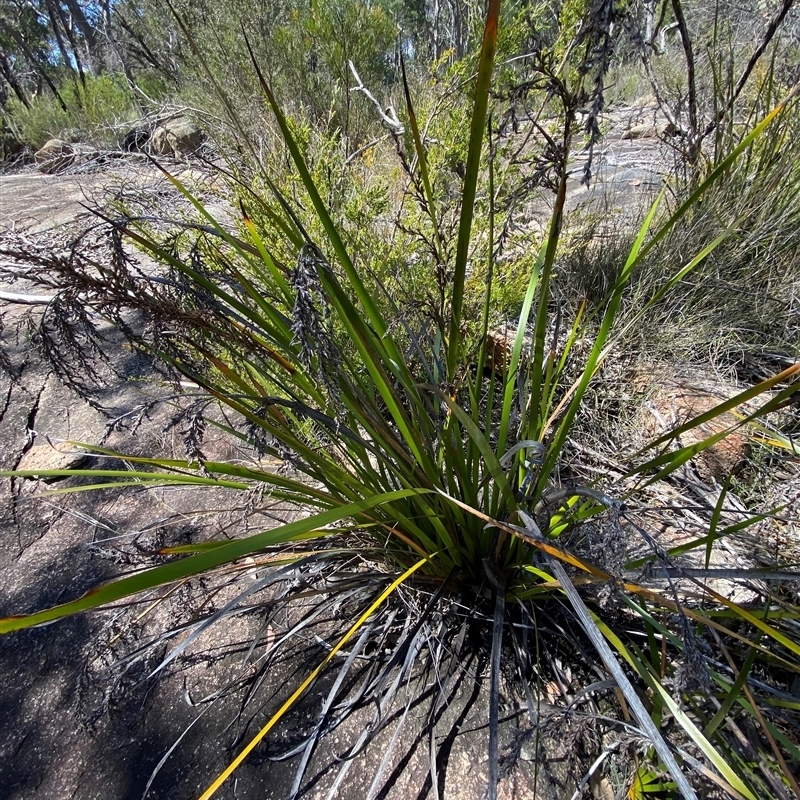 Lepidosperma viscidum