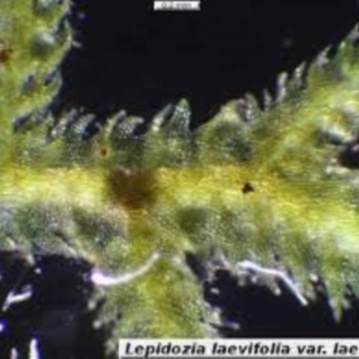 Lepidozia laevifolia
