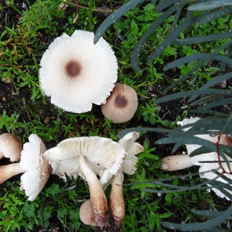 Lepiota s.l.