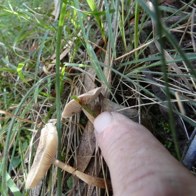 Lepiota sp.