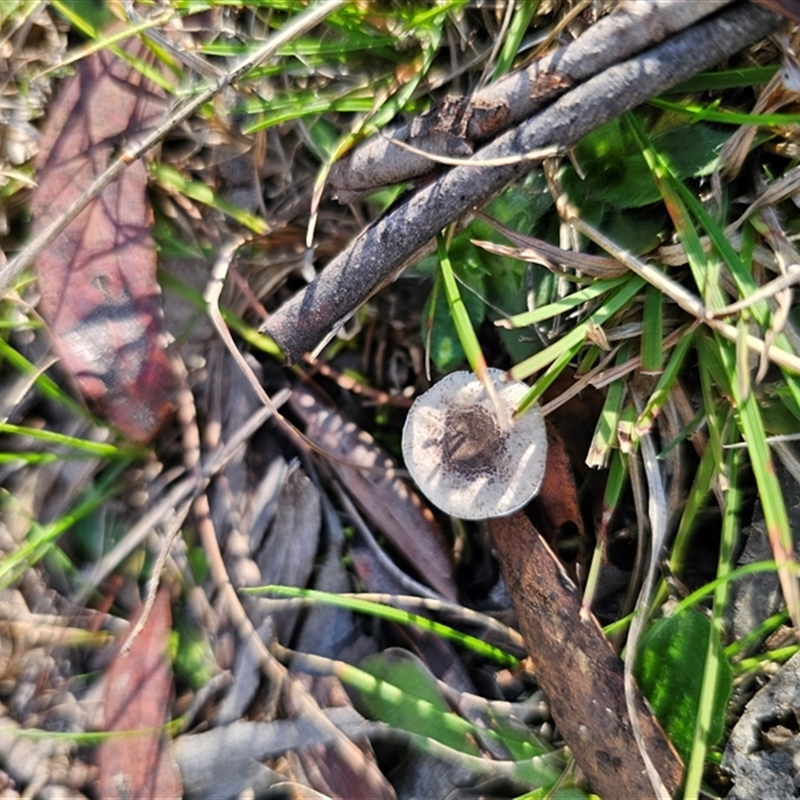 Lepiota sp.