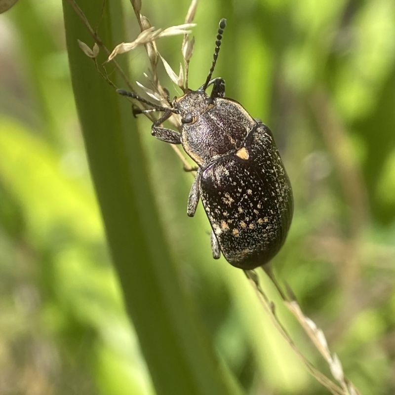 Lepispilus sp. (genus)