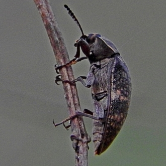 Lepispilus sp. (genus)
