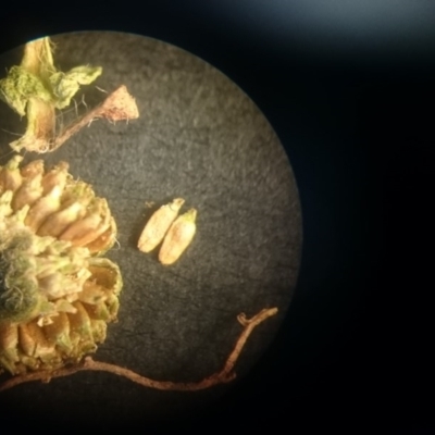 Leptinella filicula