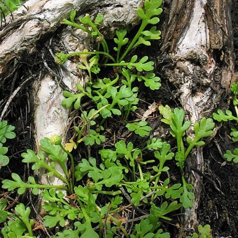 Leptinella longipes