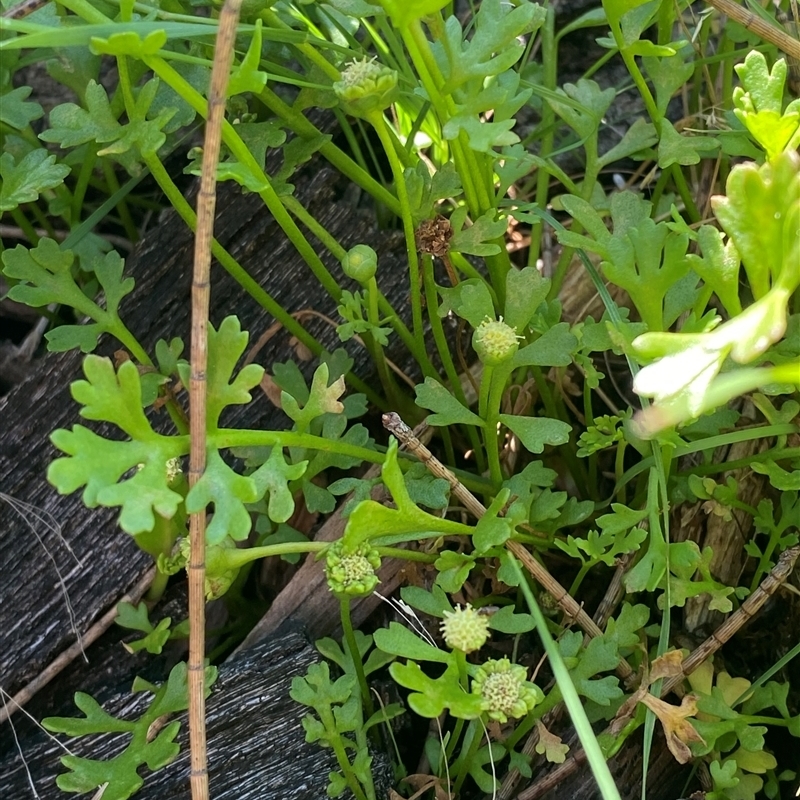 Leptinella longipes