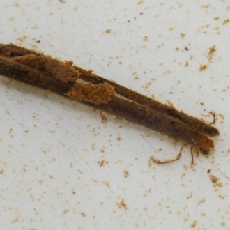 Kerri-Lee Harris, Bega River BioBlitz (larva)