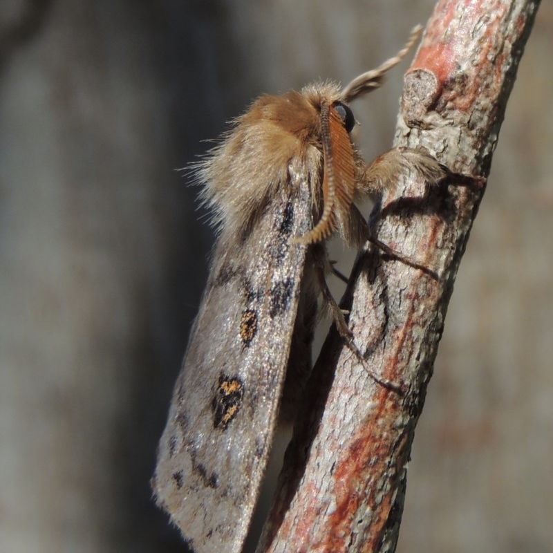 Leptocneria reducta