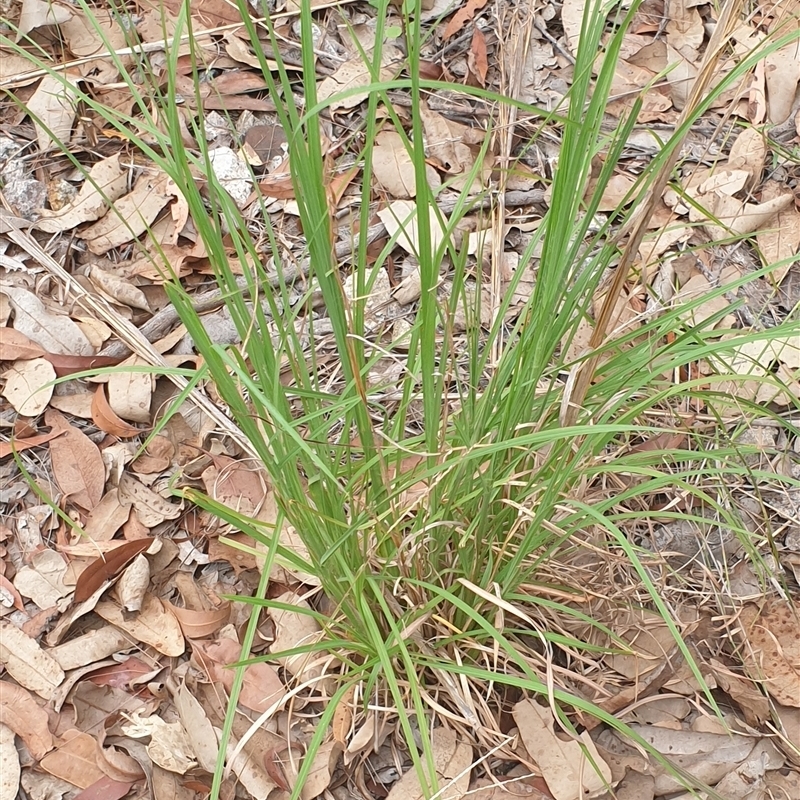 Andropogon virginicus