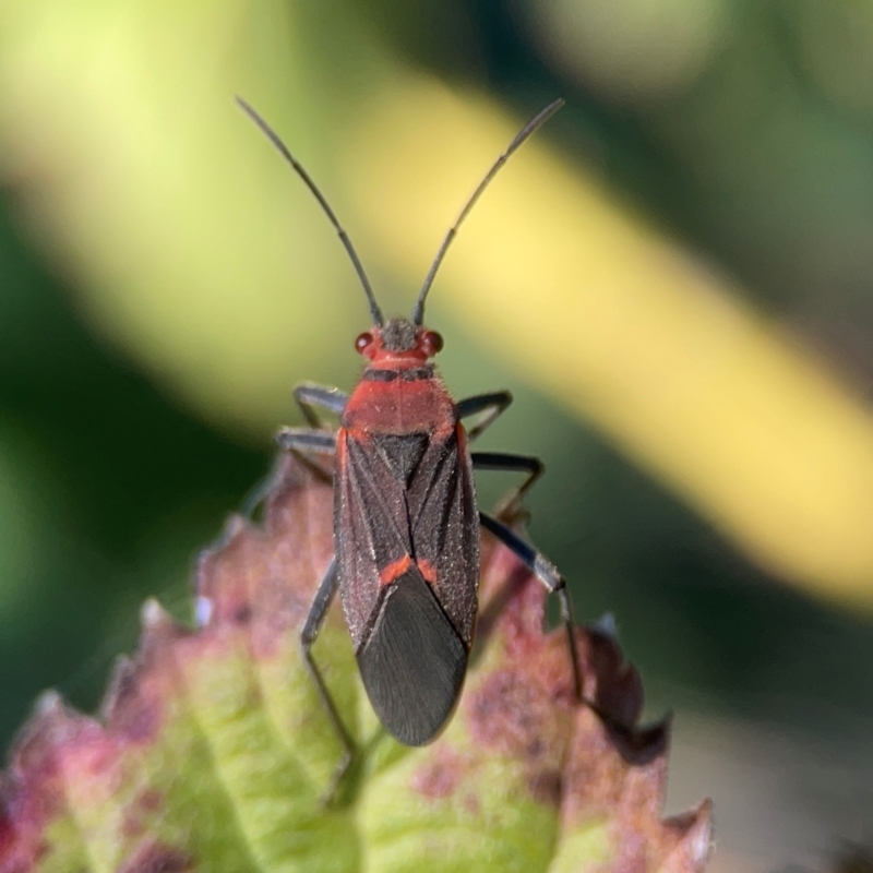 Leptocoris mitellatus