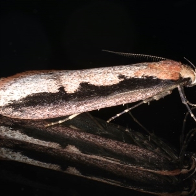 Leptocroca sanguinolenta