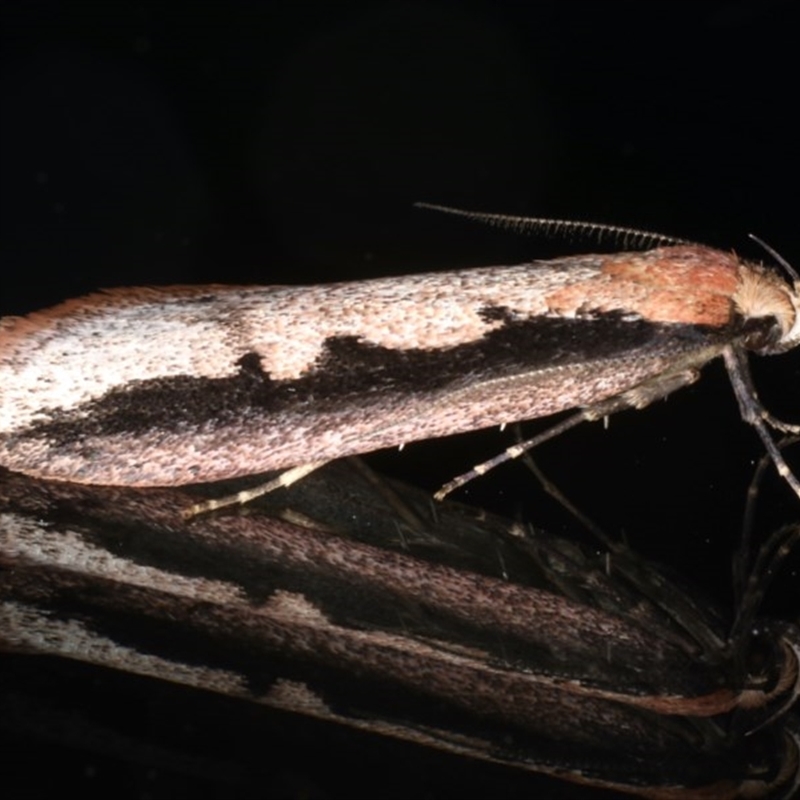 Leptocroca sanguinolenta