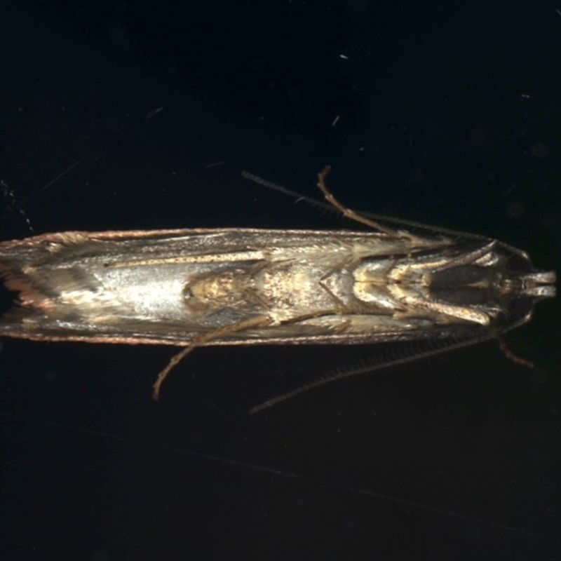 Leptocroca sanguinolenta