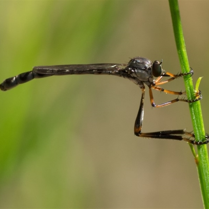 Leptogaster sp.