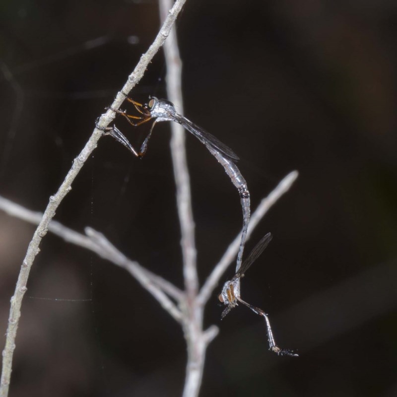 Leptogaster sp.