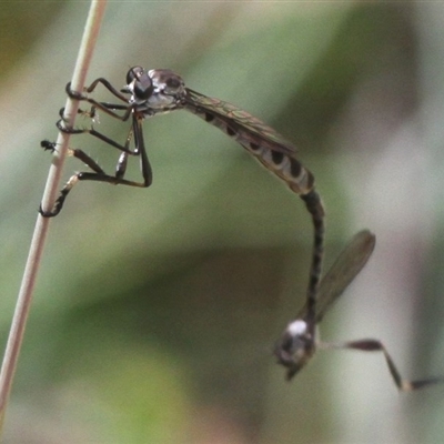 Leptogaster sp. (genus)