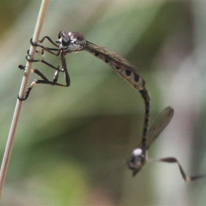 Leptogaster sp. (genus)