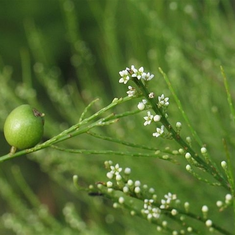 Leptomeria drupacea