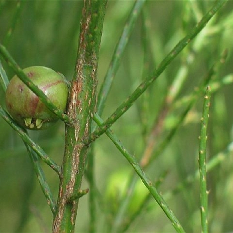 Leptomeria drupacea