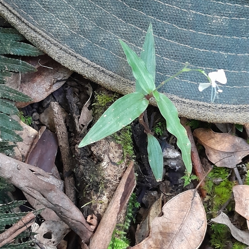 Aneilema acuminatum