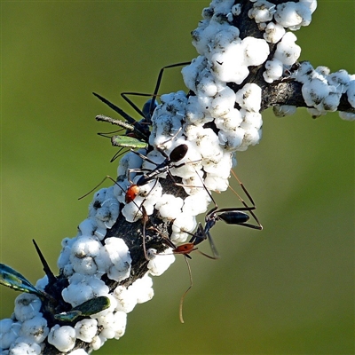 Leptomyrmex erythrocephalus