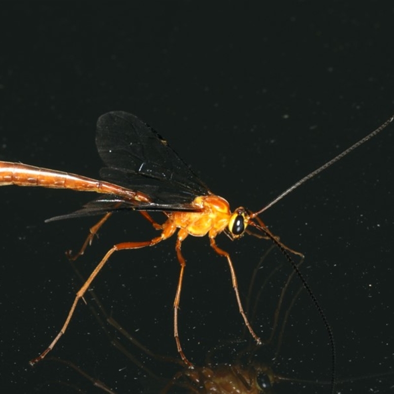 Leptophion yampus