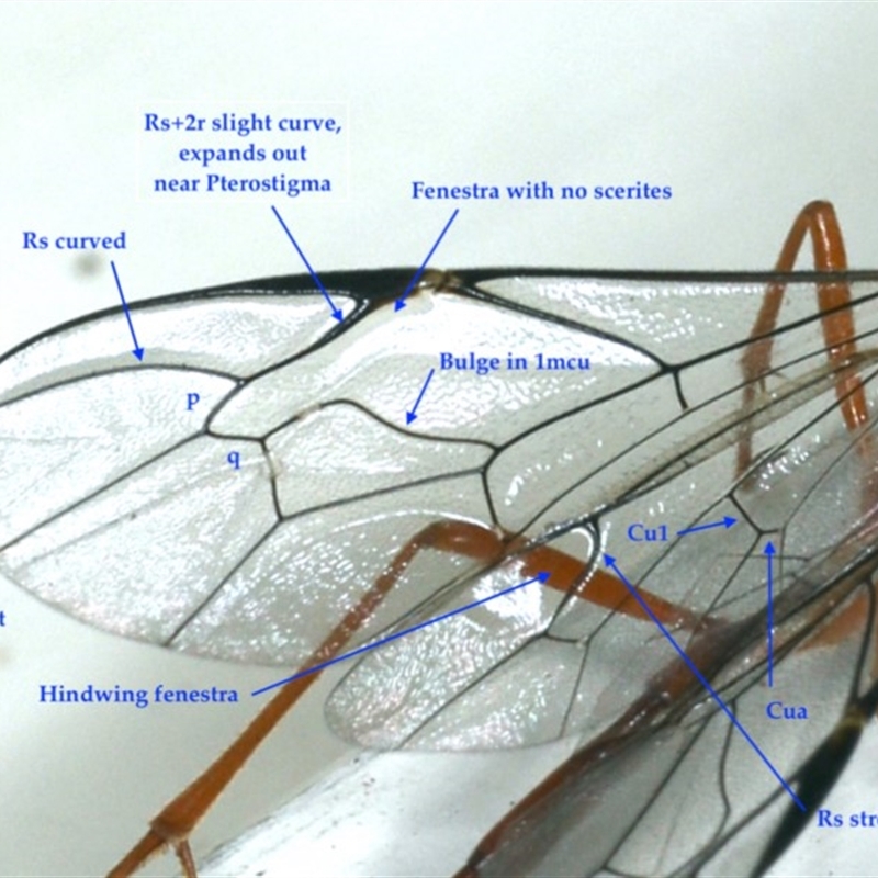 Leptophion yampus