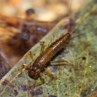 Paul Whitington, Wonboyn River - larva