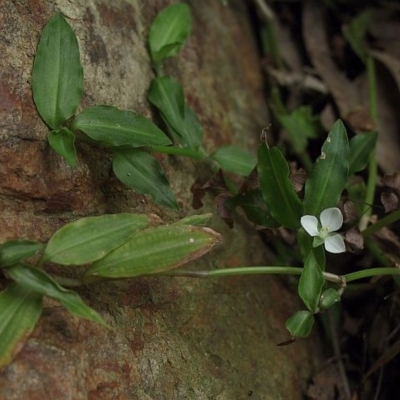 Aneilema biflorum