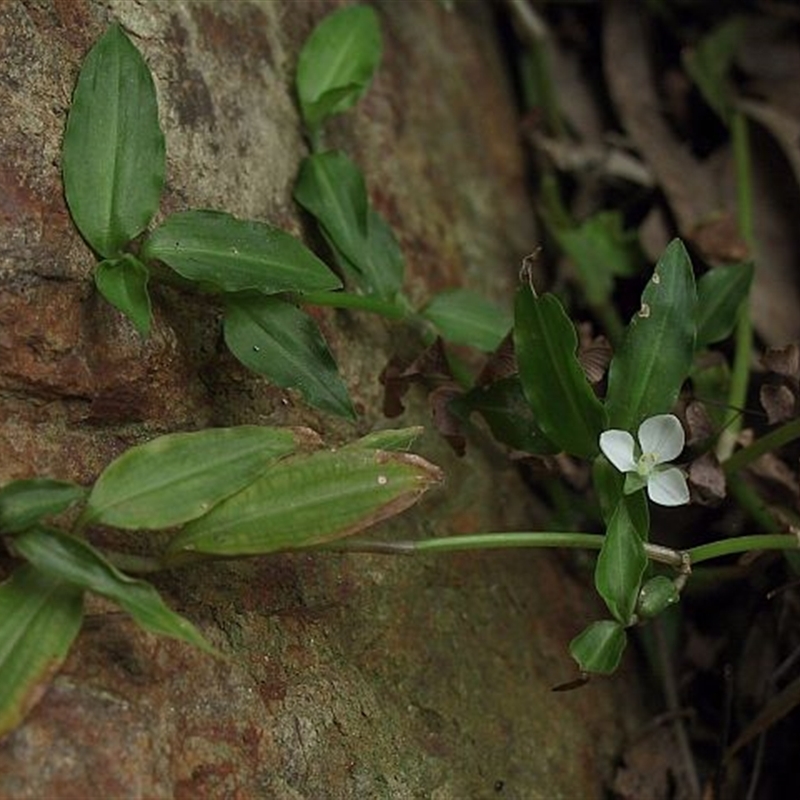 Aneilema biflorum