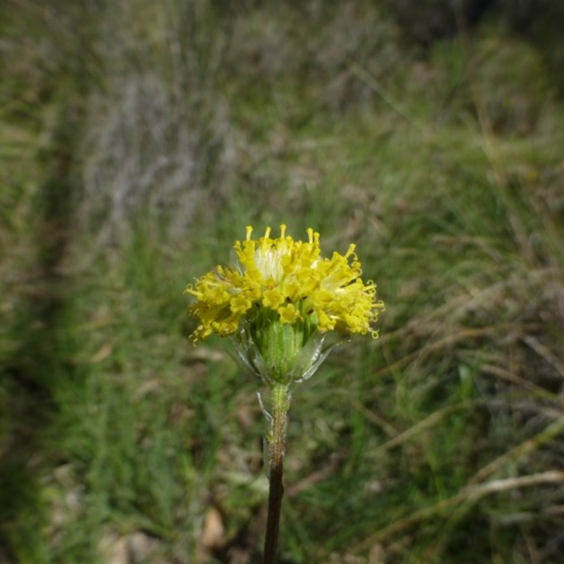 Leptorhynchos elongatus