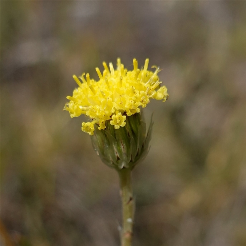 Leptorhynchos elongatus