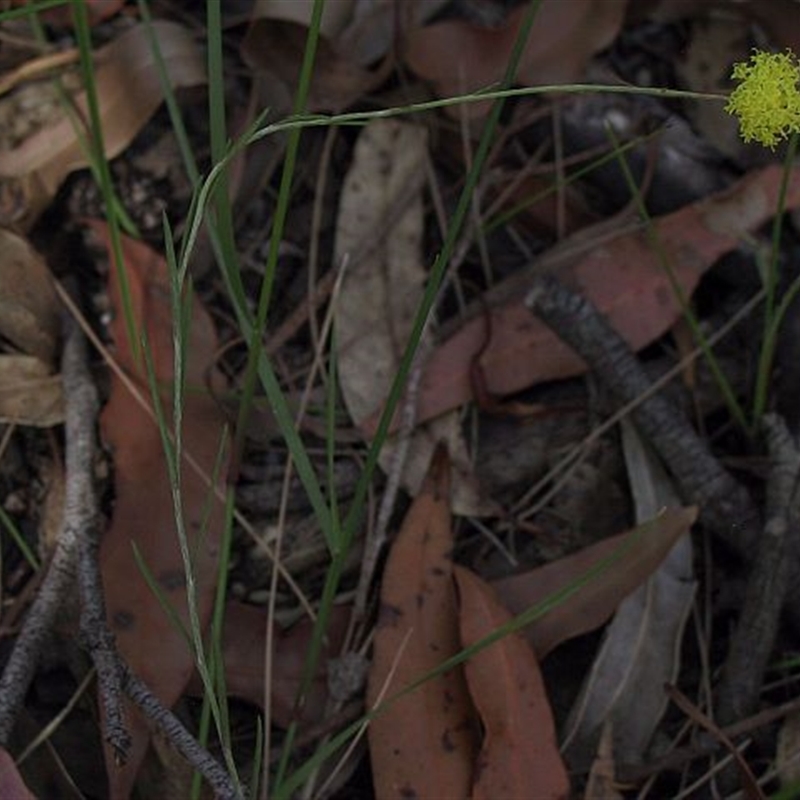 Leptorhynchos nitidulus