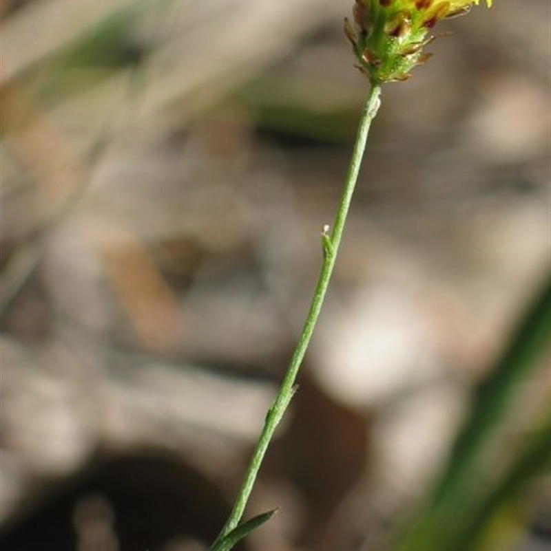 Leptorhynchos nitidulus