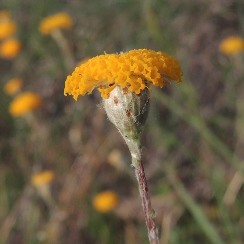 Leptorhynchos squamatus