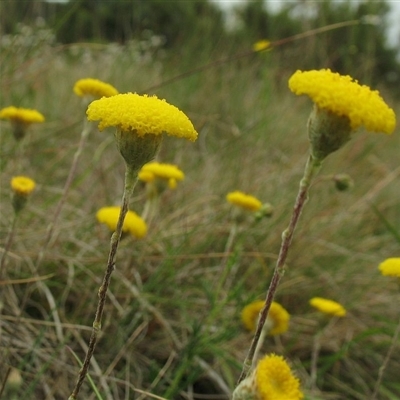 Leptorhynchos squamatus subsp. alpinus