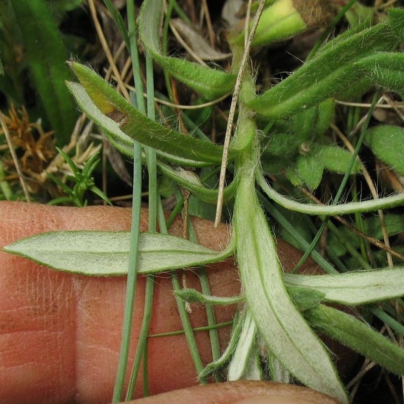 Leptorhynchos squamatus subsp. alpinus